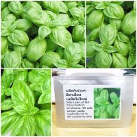 เมล็ดพันธุ์ อิตาเลี่ยน เบซิลใบใหญ่ (Italian Large Leaf Basil Seed) 400 เมล็ด คุณภาพดี ราคาถูก ของแท้