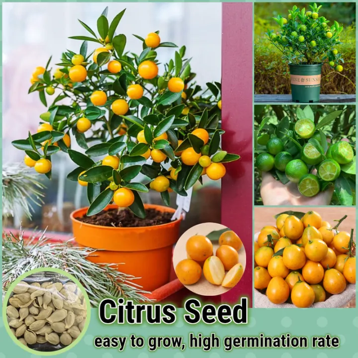 [Fast Delivery] Mixed Citrus Seed Fruit Seeds for Planting (40 Seeds