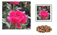 Plant Seeds เมล็ดพันธุ์ 30 เมล็ด ดอกกุหลาบ สีม่วง พันธุ์ดอกใหญ่ นำเข้า Rose Seeds