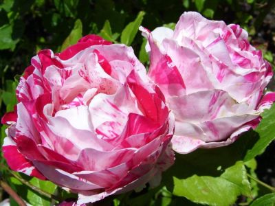 30 เมล็ด เมล็ดพันธุ์ Floribunda Rose Scentimental สายพันธุ์อังกฤษ ดอกกุหลาบ นำเข้าจากอังกฤษ ดอกใหญ่ พร้อมคู่มือปลูก English Rose seed