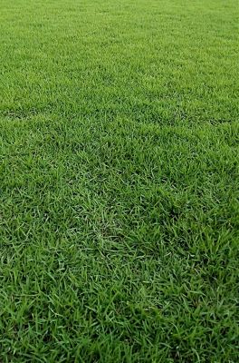 ขายส่ง เมล็ดหญ้านวลน้อย Manila Grass Temple Grass หญ้าปูสนาม สนามหญ้า หญ้าญี่ปุ่น พืชตระกูลหญ้า เมล็ดพันธ์หญ้า 500 กรัม