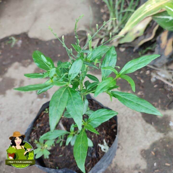 Serpentina Plant with FREE garden soil. Herbal Plant/Live Plants) LUZON ...