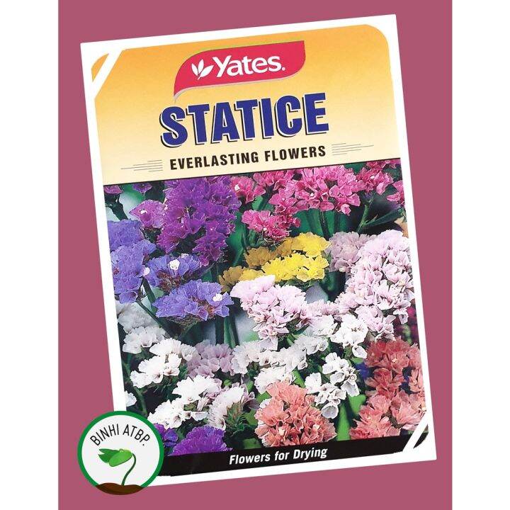 50 seeds Yates Statice Everlasting Flowers Seeds Lazada PH