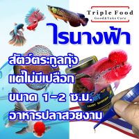 ไรนางฟ้า อาหารปลา uht fish food อาหารปลาสวยงาม ปลากัด ปลาหมอสี ปลาปอม ปลาทอง ปลามังกร อโรวาน่า ปลาเทวดา เต่าญี่ปุ่น ไรน้ำนางฟ้า ไข่ไรนางฟ้า