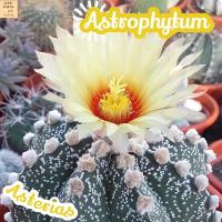 [แอสโตร แอสทีเรียส ไซส์ใหญ่] Astrophytum Asterias ส่งพร้อมกระถาง แคคตัส Cactus Succulent Haworthia Euphorbia ไม้หายาก พืชอวบน้ำ