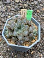 Haworthia Hybird Thailand (ส่งทั้งกระถาง)3นิ้ว ไม้อวบน้ำ ต้นไม้ประดับ ไม้ต่างประเทศ  Succulnt