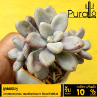 ต้นไม้อวบน้ำ กุหลาบหิน ลูกอมชมพู Graptopetalum amethystinum RoseWalther #succulent #ลูกอม #Graptopetalum