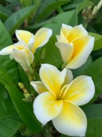 ต้นลีลาวดี พันธุ์ขาวฮาวาย ดอกสีขาวใส่เหลือง  ต้นลีลาวดีแคระ Plumeria ออกดอกเป็นช่อ ดอกสีเหลือง กลิ่นดอกหอมมากๆต้นเตี้ย ออกดอกเป็นช่อพวงใหญ่ ต้นโตเต็มที่ 1.5 เมตร จัดส่งในกระถาง 10 นิ้ว ต้นสวย สูง 50 ซม ลำต้นแข็งแรงสมบูรณ์