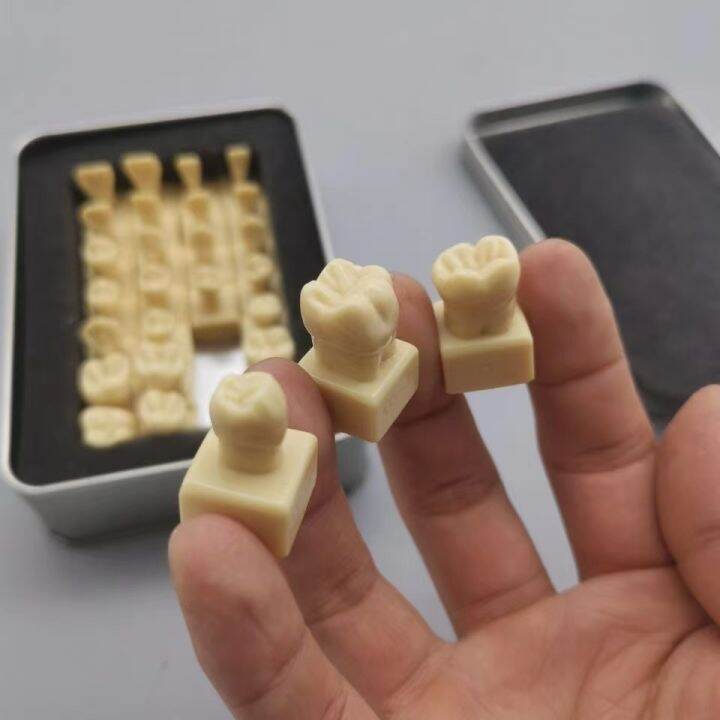 28tooth/box 1.2 Times Comparison Carving Teaching Permanent Tooth Model