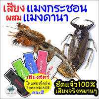 เสียงต่อแมงกระชอนผสมแมงดานา เมม/แฟลชไดร์ฟเสียงต่อแมงกระชอนผสมแมงดานา มีเก็บเงินปลายทาง ชัดแจ๋ว100% ไม่มีโฆษณาแทรก (MP3 เสียงต่อสัตว์)