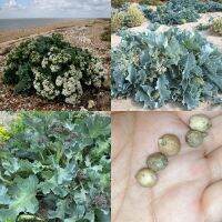 5 เมล็ด เคลทะเล - Sea Kale