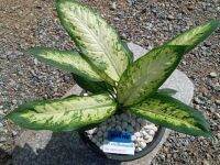 ต้นหงส์เหิน ไม้ประดับภายใน :: อโกลนีมา (Aglaonema)Gomphocarpus physocarpus 1ต้นต่อ1 ออเดอร์