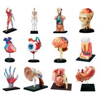 4d Human Body Eyes Torso Reproductive System Kidney Head Nerves Anatomical Model Medical Supplier Teaching Puzzle Assembling Toy Drills Drivers