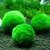 Kích thước 3-4 cm. tảo marimo - ảnh sản phẩm 3