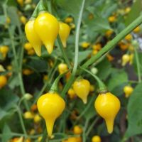 เมล็ดพันธุ์ พริกไบควินโฮ สีเหลือง (Yellow Biquinho Pepper Seed) บรรจุ 10 เมล็ด คุณภาพดี ราคาถูก ของแท้