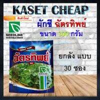 ราคาส่ง ยกลัง 30 ซอง เมล็ดผักชี ฉัตรทิพย์ ขนาดบรรจุซอง 300 g. บริษัท SEEDLINE กอแน่น ใบใหญ่ กลิ่นหอม ความงอกดีมาก สินค้าใหม่ สิ้นอายุปี 2024