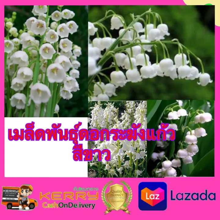 เมล็ดพันธ์ุ ดอกทิงเกอร์เบล ลิลลี่แห่งขุนเขา สีขาว จำนวน 20 เมล็ด ดอก ...