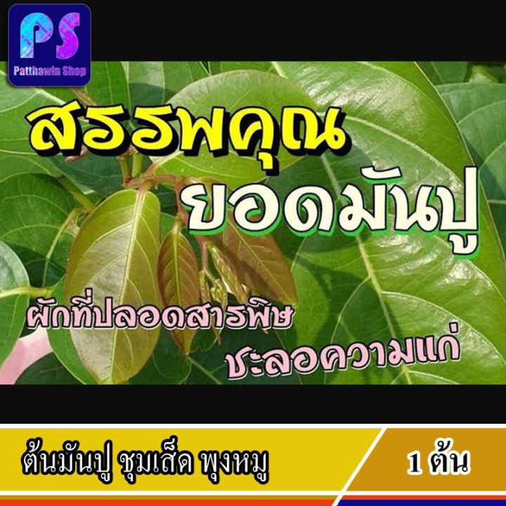 ขายดีอันดับ1-ต้นมันปู-ชุมเส็ด-พุงหมู-มันปูใหญ่-สมเส็ด-ยอดเทะ-1-ต้น-ส่งทั่วไทย-ต้นไม้-ฟอก-อากาศ-กระถาง-ต้นไม้-ไม้-ประดับ-ต้นไม้-ปลูก-ใน-บ้าน