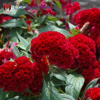 เมล็ดดอกหงอนไก่ฝรั่ง(Celosia cristata) สีแดง(100เมล็ด)