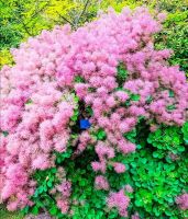 เมล็ดพันธุ์ บอนไซ สโม๊ค บุช Cotinus coggygria European smoketree 10 เมล็ด เมล็ดพันธุ์นำเข้าจาก อังกฤษ