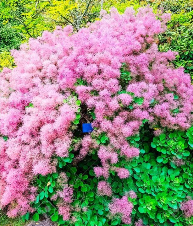 เมล็ดพันธุ์-บอนไซ-สโม๊ค-บุช-cotinus-coggygria-european-smoketree-10-เมล็ด-เมล็ดพันธุ์นำเข้าจาก-อังกฤษ