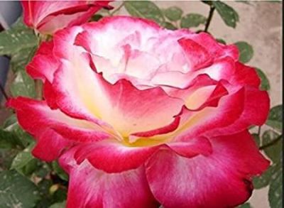 30 เมล็ด เมล็ดพันธุ์ Garden กุหลาบ Flower Fairy Rose seed ดอกใหญ่ ดอกหอม นำเข้าจากต่างประเทศ พร้อมคู่มือ