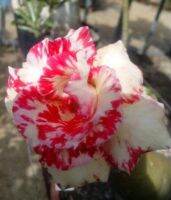 4 เมล็ด เมล็ดพันธุ์ ชวนชม สายพันธุ์ Fiorella La สีแดง ออกดอกทั้งปี กุหลาบทะเลทราย Desert Rose Adenium Flower Seeds ราชินีบอนไซ อัตราการงอก 80-90%