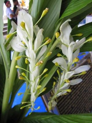 ว่านเข้าพรรษา ว่านมงมล  จำนวน 2 เหง้า ดอกขาว Curcuma supraneeana  ดอกเข้าพรรษา หรือดอกหงส์เหิน ดอกไม้ประจำเทศกาลเข้าพรรษา ว่านไทย