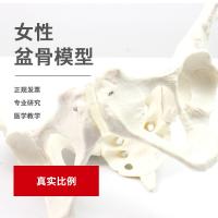 QL/L052 medical human female pelvic model bone specimen testing of department of gynaecology teaching CPST childbirth