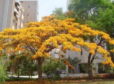 ต้นพันธุ์ หางนกยูงสีเหลือง ต้นไม้หายาก สีสวย  นถุงดำ 59 บาท  พร้อมปลูก