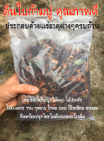 ดินผสมใบก้ามปู ผสมปุ๋ยคอก เนื้อดินแบบหยาบ หนัก 1 กิโล