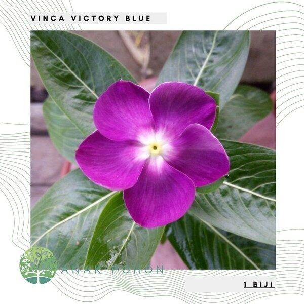 Bunga Vinca Victory Blue Flower Seeds Lazada PH