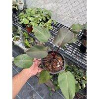 ต้นฟิโล รอยัลควีน Philodendron royal queen