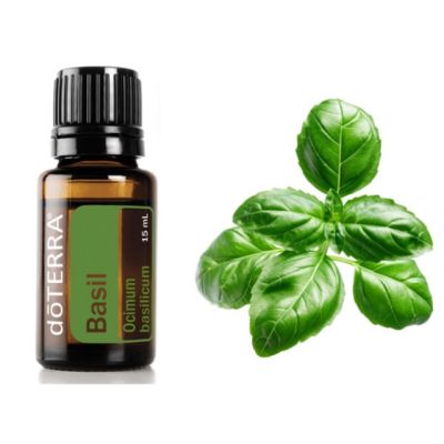 Basil ESSENTIAL OIL น้ำมันเบซิล #น้ำมันโหระพา ออแกนิค พร้อมส่ง