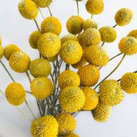 ☜﹍❅ Real Dried Pampas Grass Wedding Flower Bunch Natural Plants Home Decor Dried artificial Flowers Phragmites Golden ball pompom