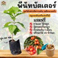 ( PRO+++ ) โปรแน่น.. ต้นพีนัทบัตเตอร์ หรือต้นเนยถั่ว เพาะเมล็ด สูง60ซม. หวานมันอร่อย พื้นที่น้อยปลูกได้ ผลไม้กลางแจ้ง ปลูกง่ายมาก รับประกัน ราคาสุดคุ้ม พรรณ ไม้ น้ำ พรรณ ไม้ ทุก ชนิด พรรณ ไม้ น้ำ สวยงาม พรรณ ไม้ มงคล