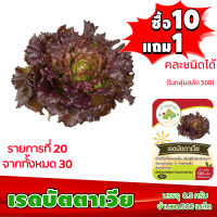 (ซื้อ10แถม1 ฟรีคู่มือ) เมล็ดพันธุ์ เรดบัตตาเวีย RED BATAVIA 0.5กรัม (ประมาณ 500เมล็ด) ทำมะชาดฟาร์ม  ผักสลัด เมล็ดพันธุ์สลัด เมล็ดสลัด เม็ดผักสลัด