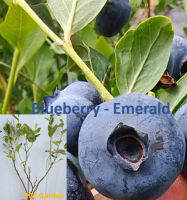 ต้น บลูเบอรี่ เอ็มเมอรัลด์ Emerald blueberry ต้นเพาะเนื้อเยื่อ อายุต้น 3 ปี+ ต้นไม้นำเข้า