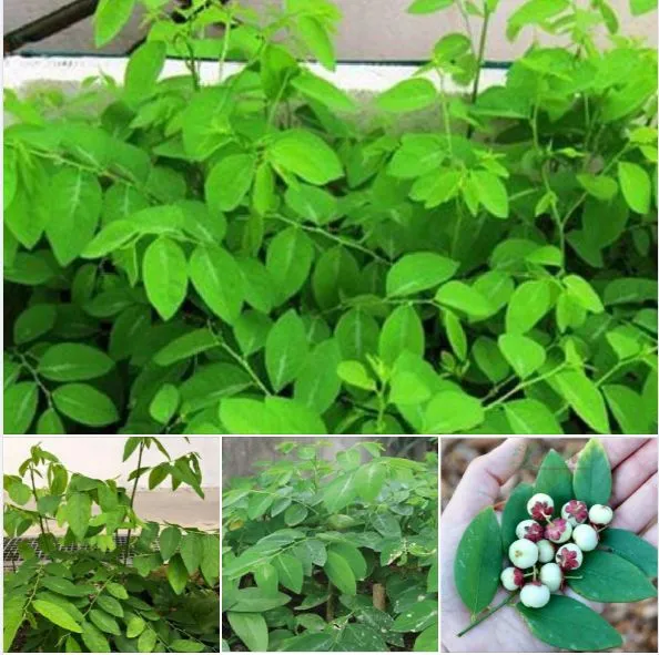 cách trồng rau ngót bằng hạt giống