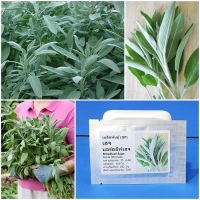 เมล็ดพันธุ์ เสจ Broadleaf Sage Seed 25 เมล็ด คุณภาพดี ราคาถูก ของแท้