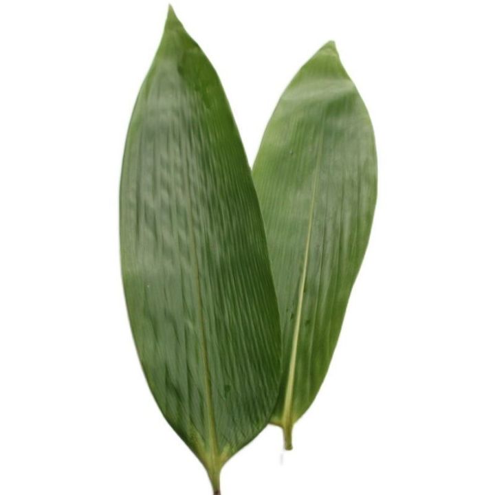 xbydzsw-zongye-fresh-big-leaf-zongye-fresh-zongye