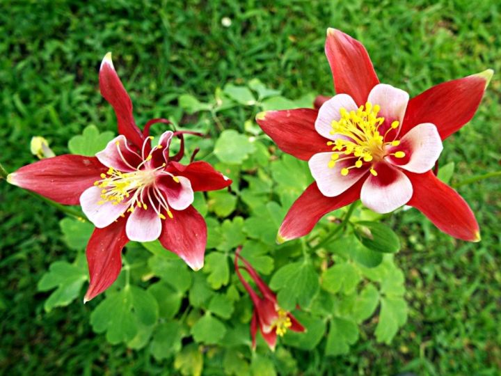 20-เมล็ดพันธุ์-bonsai-เมล็ด-ดอกโคลัมไบน์-columbine-เป็นดอกไม้ประจำรัฐ-colorado-columbine-flower-seed-อัตราการงอกของเมล็ด-80-85