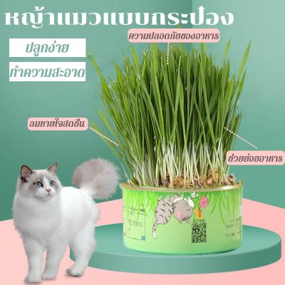 BHQ PET COD หญ้าแมวแบบกระป๋อง อัตราการงอกสูง ส่งเสริมการย่อยอาหาร สำหรับสัตว์เลี้ยง