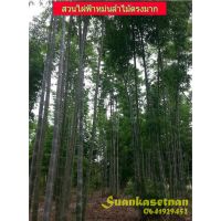 ( โปรโมชั่น++) คุ้มค่า ไผ่ฟ้าหม่น - Dendrocalamus giganteus "Farmon" ราคาสุดคุ้ม พรรณ ไม้ น้ำ พรรณ ไม้ ทุก ชนิด พรรณ ไม้ น้ำ สวยงาม พรรณ ไม้ มงคล