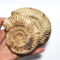 1ชิ้นขัดตัวอย่างดิบมาดากัสการ์ Ammonite หยาบหินฟอสซิลทางธรณีวิทยาสำหรับการตกแต่ง