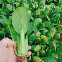 ปลูกง่าย ปลูกได้ทั่วไทย ของแท้ 100% 200 Pcs ผักเบบี้ฮ้องเต้ Pak Choi Seed Vegetable Seeds เมล็ดพันธุ์ผัก เมล็ดพันธุ์ เต็มไปด้วยคุณค่าทางโภชนาการ เมล็ดพันธุ์ผัก ผักสวนครัว Plants Seeds for Planting In Home &amp; Garden