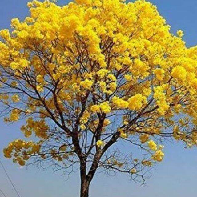 GOLDEN TRUMPET TREE flowering seeds Lazada PH