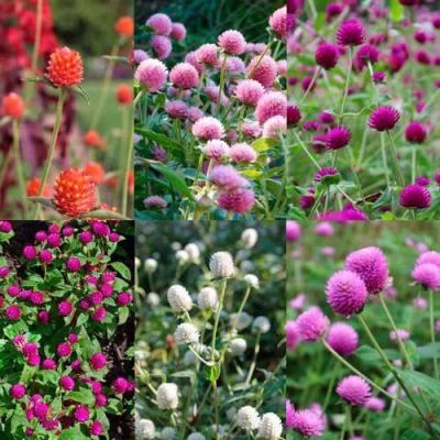 เมล็ดพันธุ์ บานไม่รู้โรย คละสี Gomphrena Mix seed ดอกไม้ พรรณไม้ คุณภาพ 100 เมล็ด ปลูกง่าย ออกดอกบ่อย ทนฝน ทนแดด.