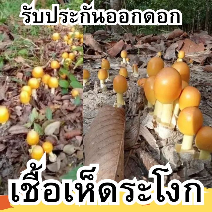 หัวเชื้อเห็ดระโงก-เชื้อเห็ด-แบบเข้มข้น-หมักจนเป็นจุลินทรีย์ฮอโมน-รับประกันออกดอก-เชื้อเห็ดสูตรเข้มข้น