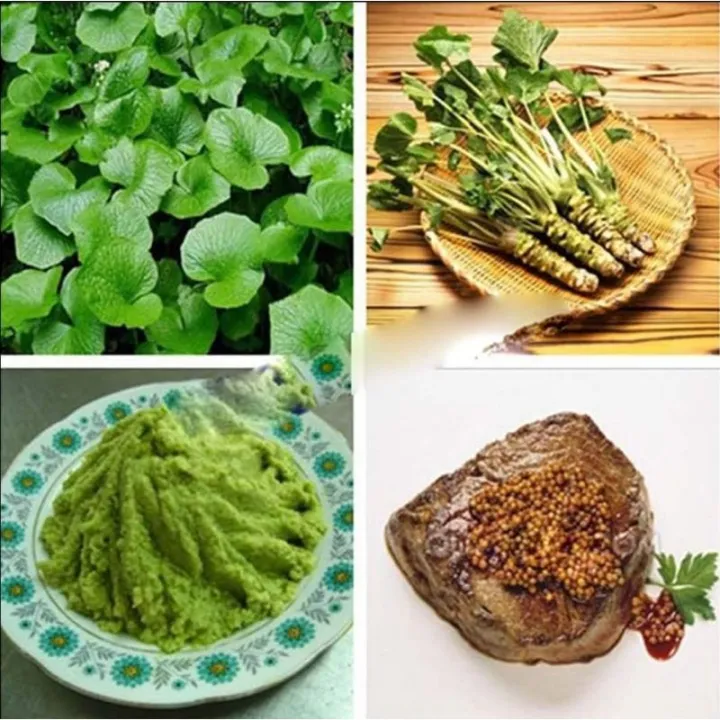 50 Seeds (buy 2 get 1 free) Organic Wasabi for Sale Easy To Planting In
